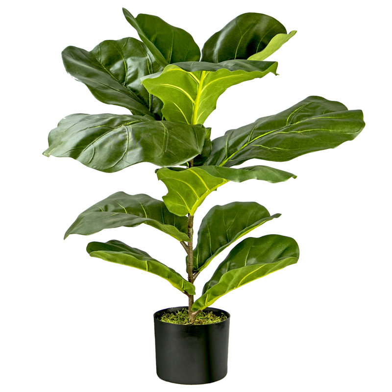 Birch Lane™ 30'' Faux Fiddle Leaf Fig Plant in Pot & Reviews Wayfair
